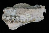 Oligocene Ruminant (Leptomeryx) Jaw Section #60980-1